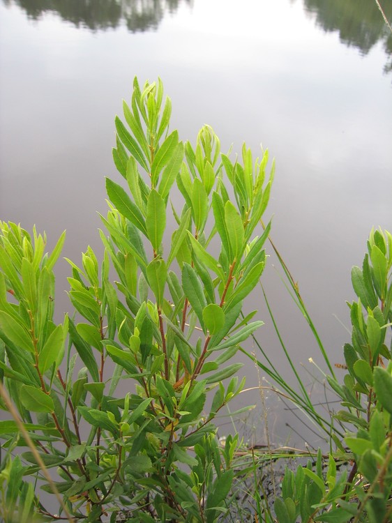 Myrica gale